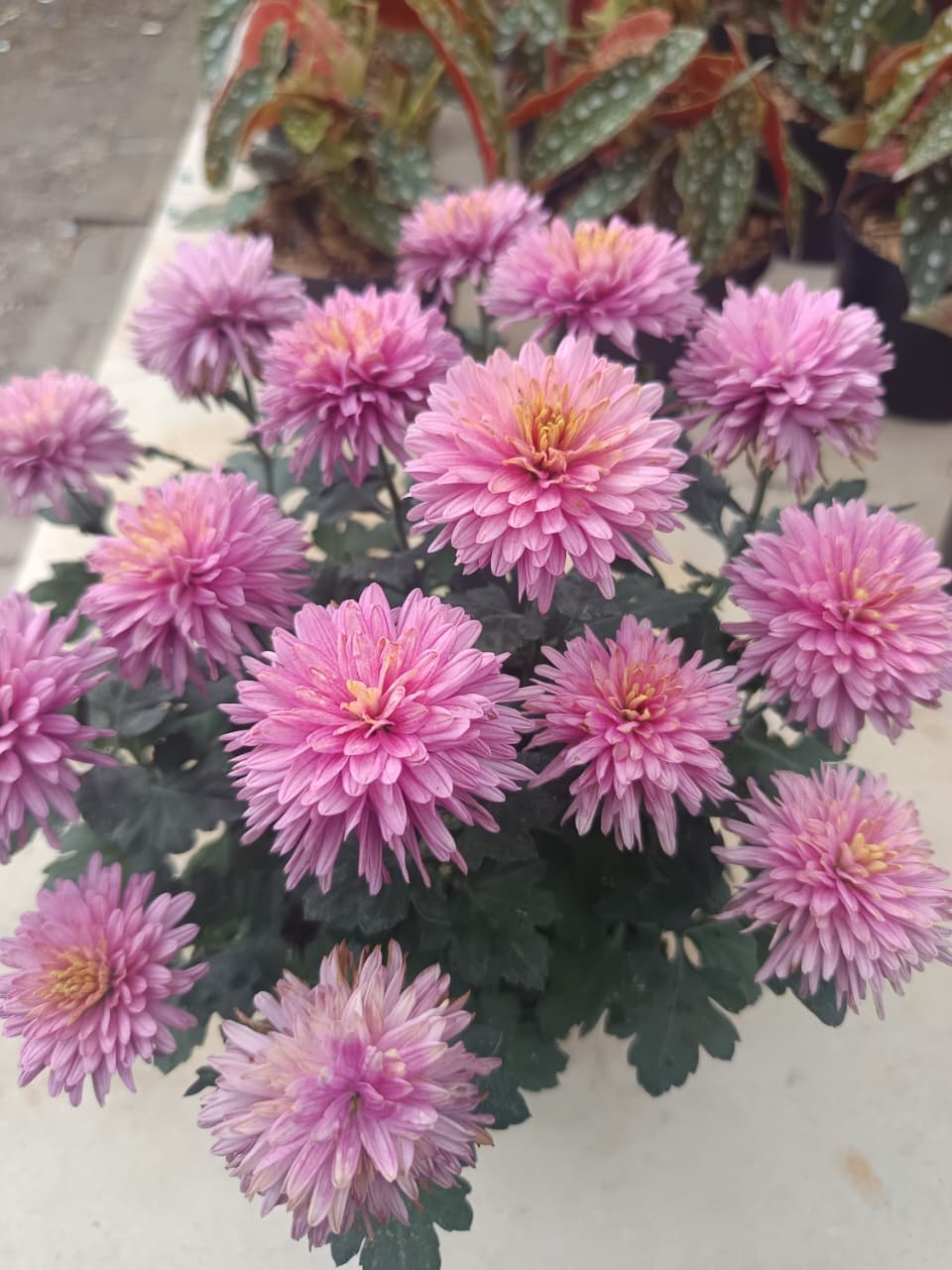 Mawar Flora